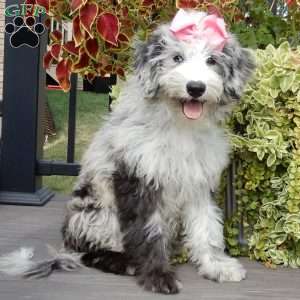 Holly (medium), Sheepadoodle Puppy